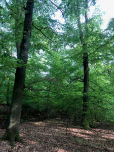 Abbildung 1: Strukturreicher mehr als 160 Jahre alter Hainsimsen-Buchenwald (sehr guter Erhaltungszustand), geschützt als Waldrefugium, bei der Eppinger Linie nördlich Maulbronn; Staatswald FFH-Gebiet „Stromberg“, Foto BUND Mai 2021
