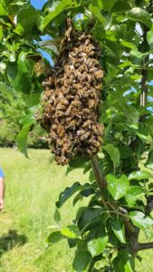 Ausgeschwärmte Honigbienen