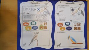 Einige unserer Vogel-Steckbriefe