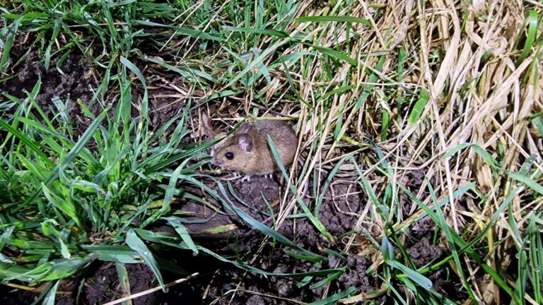 Die Maus staunt nicht schlecht, als wir mit usneren Amphibien-Sammeleimern vorbei kommen.